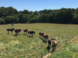 Gite-pompadour-correze-petite-brunie-elevage-chevaux-anglo-arabe-1