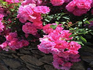 Gite-pompadour-correze-petite-brunie-fleur-rose-2